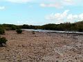 25 - Mangrove 017